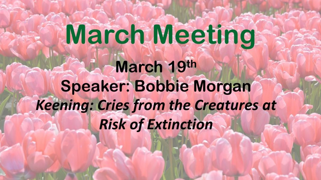 Gallery 1 - POSTPONED: BIWC: Bobbie Morgan - Keening: Cries from the Creatures at Risk of Extinction