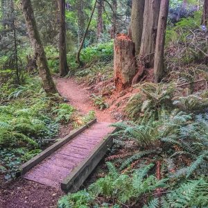 Fairy Dell Trail