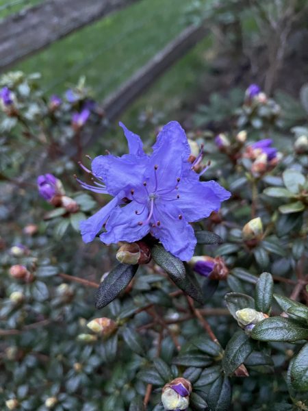 Blaneys Blue flower