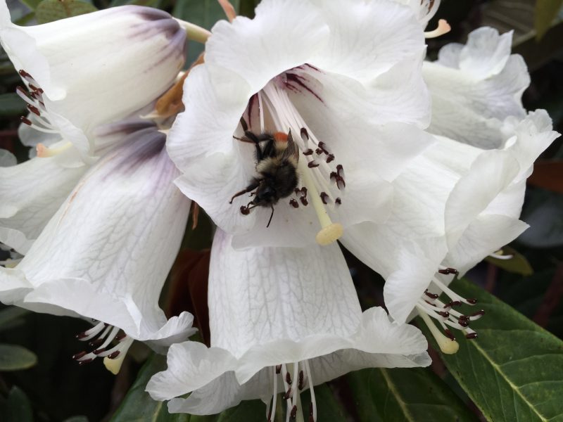 Bee pollinating bloom