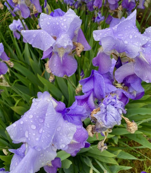 Raindrops on purple Irises and long green stalks.